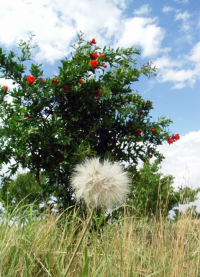 nature_57